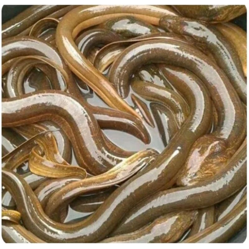 

Belut Segar 500gr