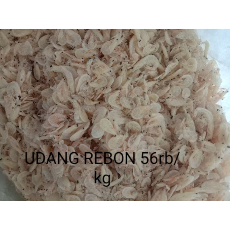 

udang rebon