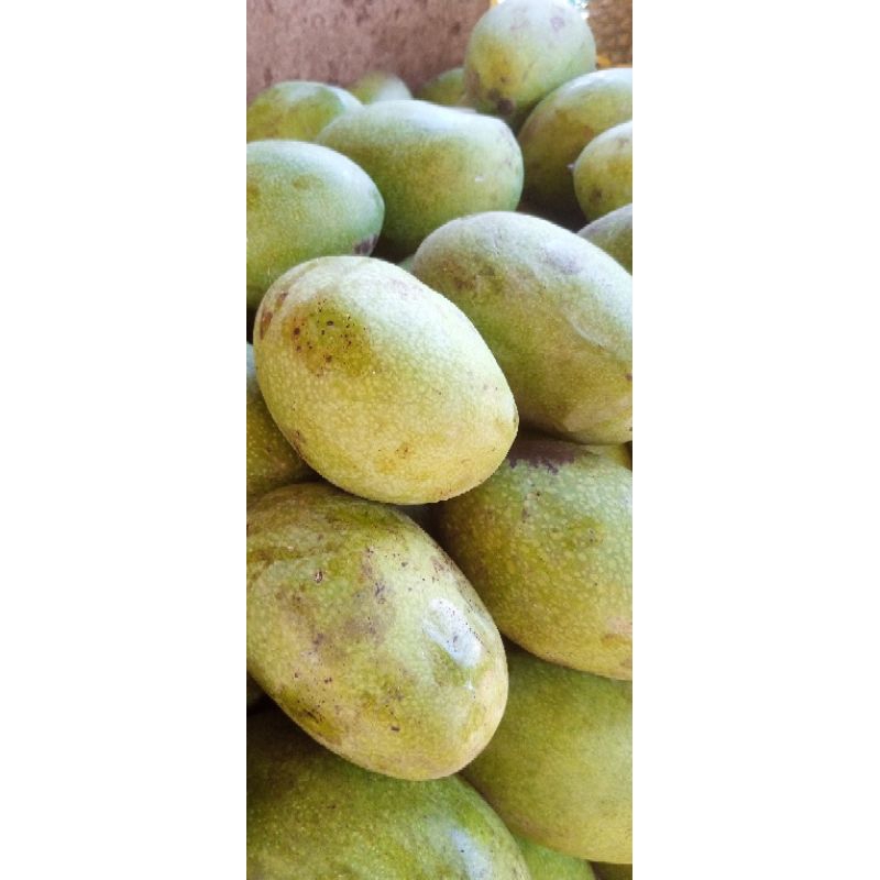 

mangga manalagi fresh segar 1 kg