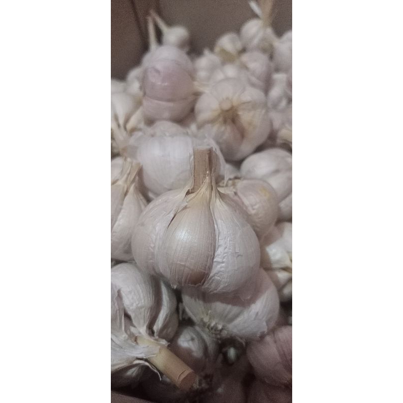 

Bawang Putih Kating Kemasan 1kg