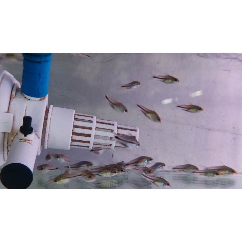 

ikan corydoras pigmi