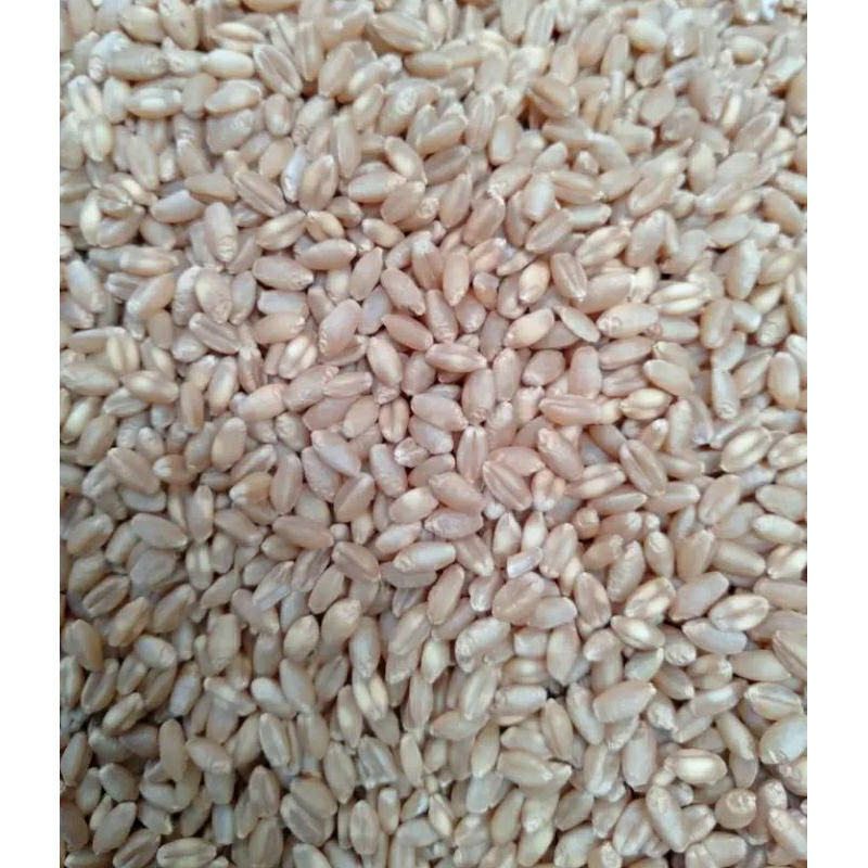 

20 KG BIJI GANDUM - BENIH WHEAT GRASS - BENIH CAT GRASS