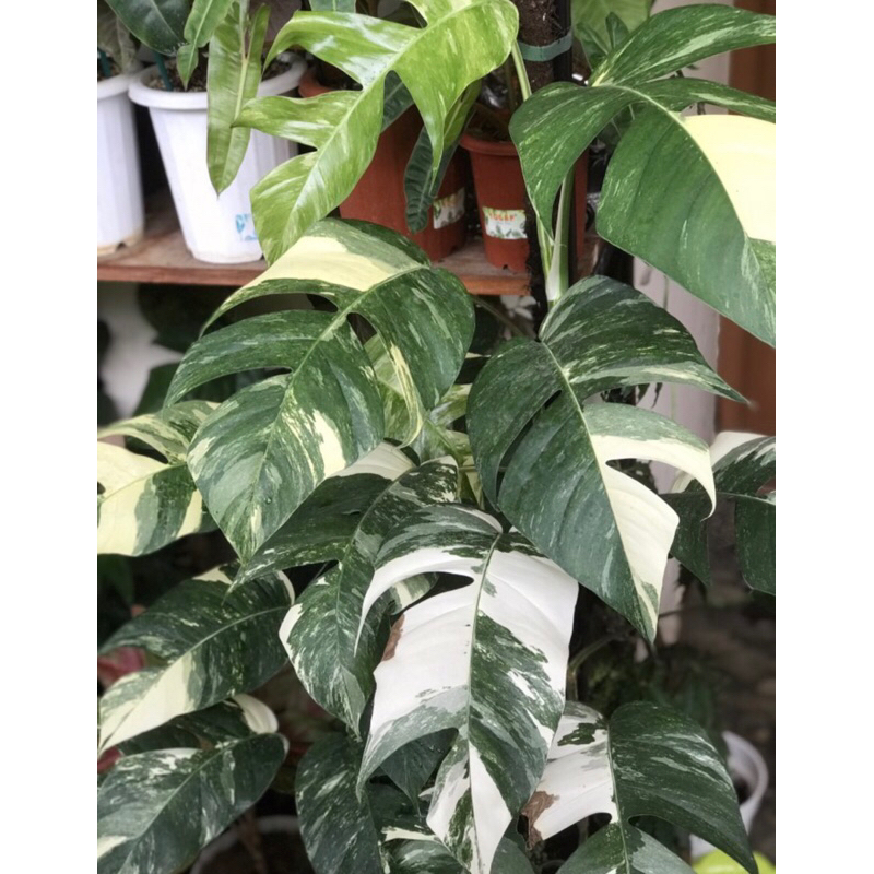 Epipremnum Pinnatum Vairegata Albo