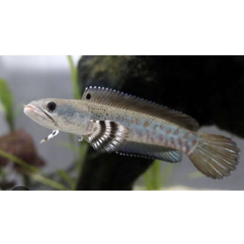 Hiasan aquarium aquascape cana Blue pulcra 10 ekor