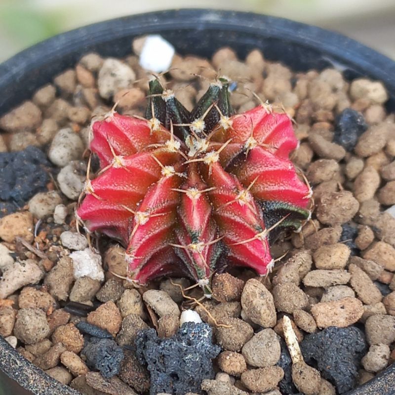 Kaktus Gymno LB hybrid var merah