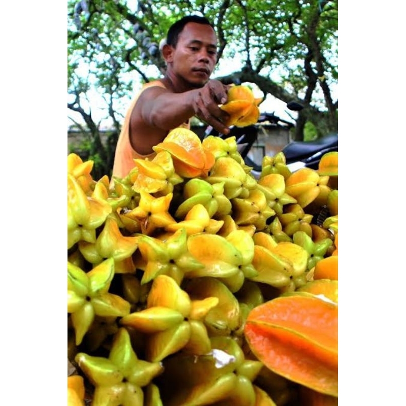 

Buah Belimbing Dewa Khas Kota Depok