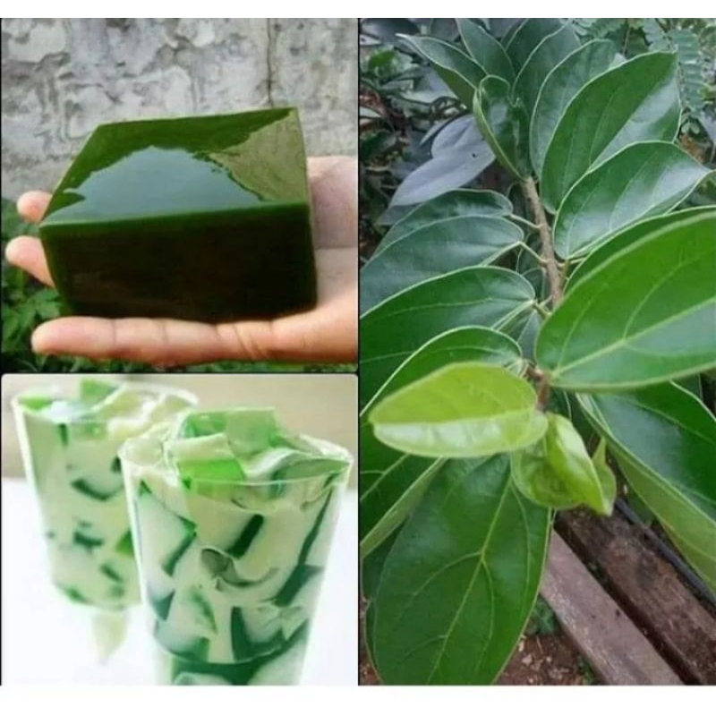 

DAUN CINCAU HIJAU SEGAR /ES CINCAU/CINCAU HIJAU TERMURAH500g