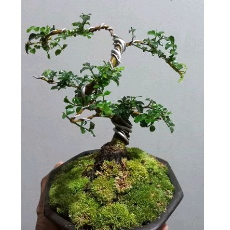 Bonsai Mame Kalimantan Tausi