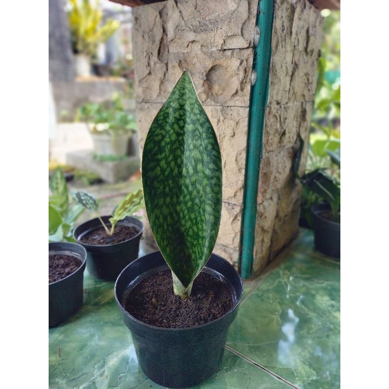 Sansevieria mansonia / Sansevieria Centong