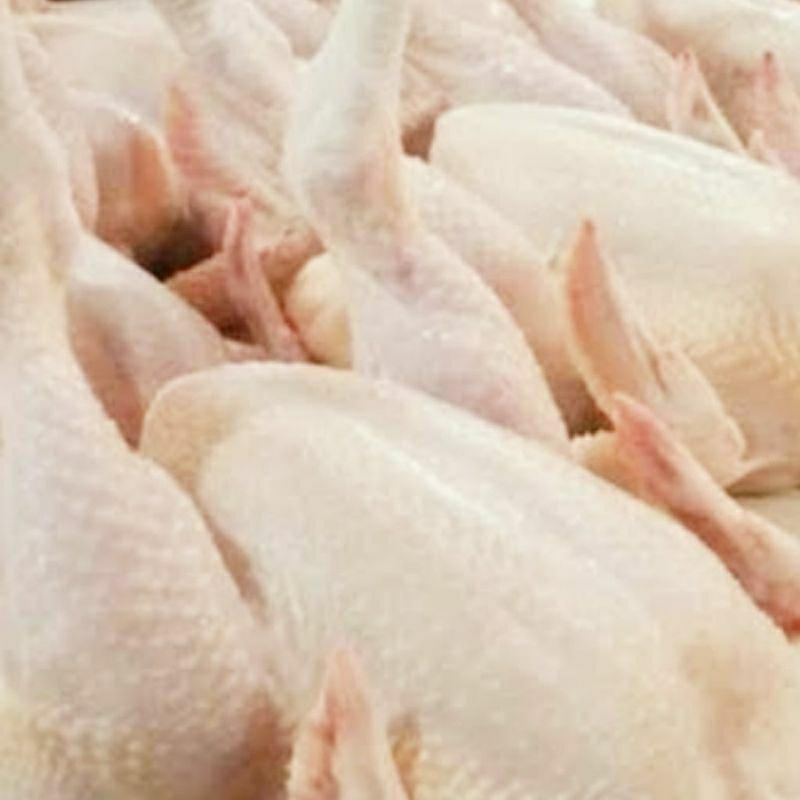

Ayam Tg segar