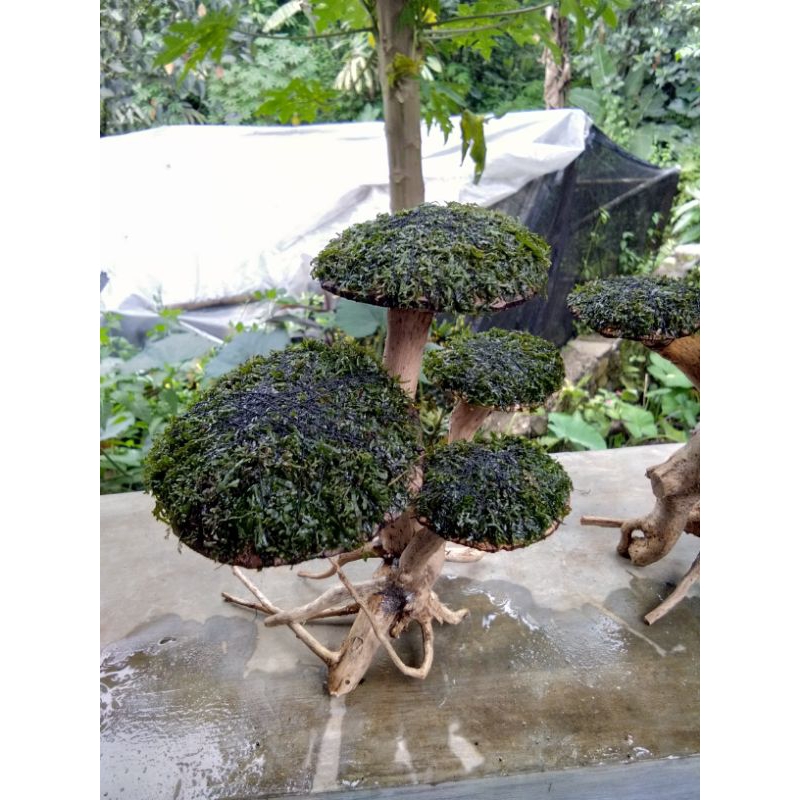 bonsai jamur+MOS pelia - aquascape keren