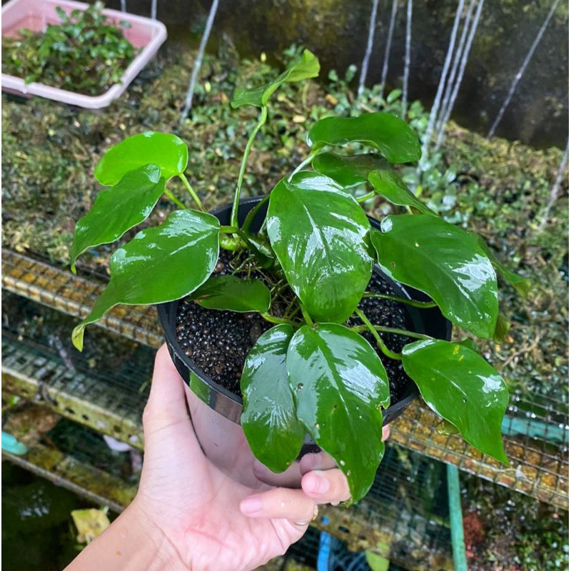 Anubias Nana mp indukan