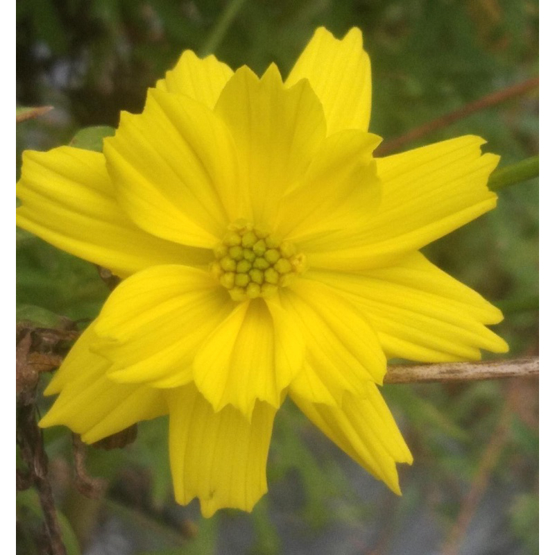 Benih Bibit Biji - Bunga Cosmos Sulphureus Lemon Yellow Flower Seeds