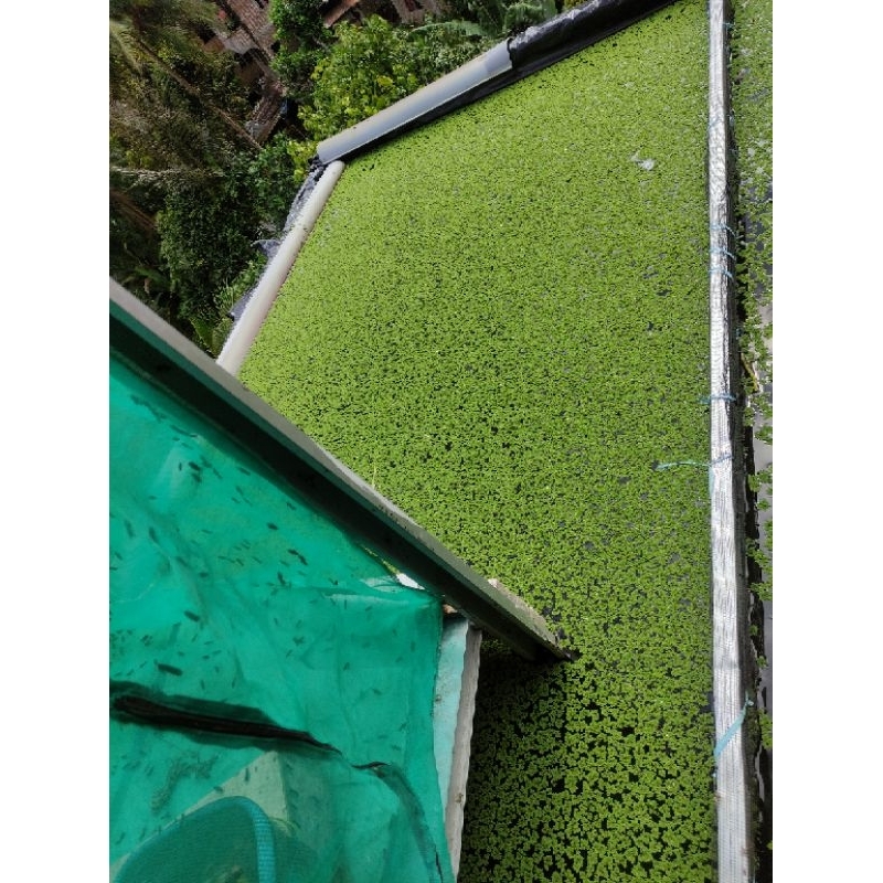 azolla pakan ternak alternatif