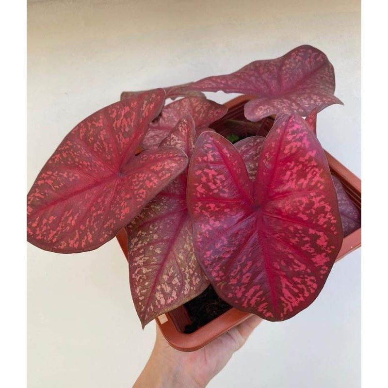 Tanaman Hias Caladium Dep Off Heart (DOH) Keladi doh