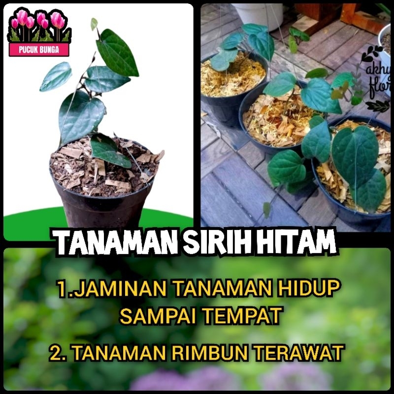 Tanaman Sirih Hitam Bibit Tanaman Sirih Hitam Daun Sirih Hitam Pohon Sirih Hitam Suruh Ireng