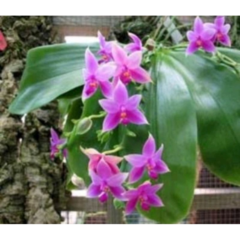 Kulit Pinus papan Media Tanam anggrek Tempel lempeng Kulit Pinus