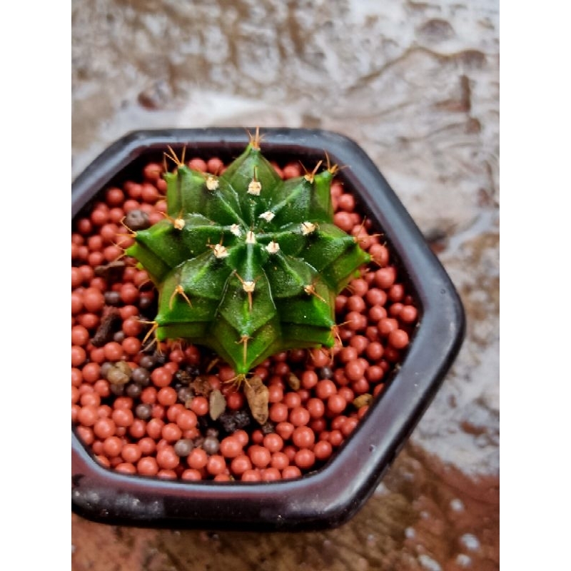 MIHA HYBRID DARKBLUE//KAKTUS//MIHA ORANGE X ORENJI//KAKTUS HIAS//KAKTUS MINI//KAKTUS MURAH//KAKTUS L