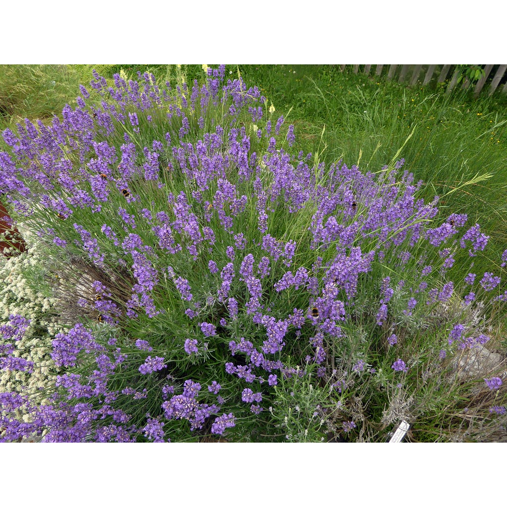 Benih Bibit Biji - Bunga Lavender Portuguese Lavandula latifolia Fragrance Medical Herb Flower Seeds - IMPORT