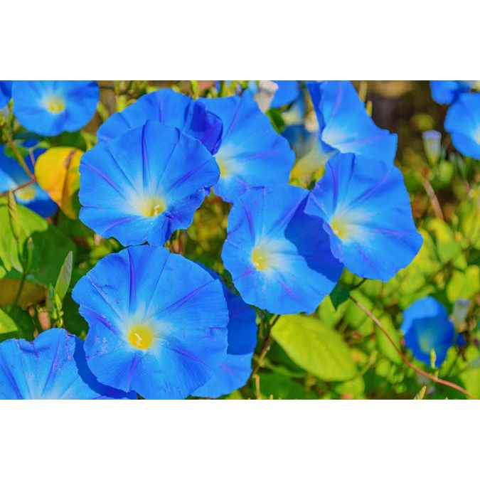 Benih Bibit Biji - Bunga Morning Glory Heavenly Blue Flower Seeds - IMPORT