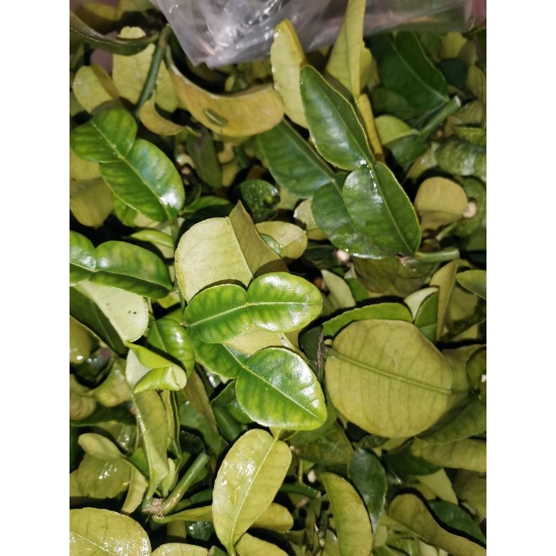 

DAUN JERUK 100g
