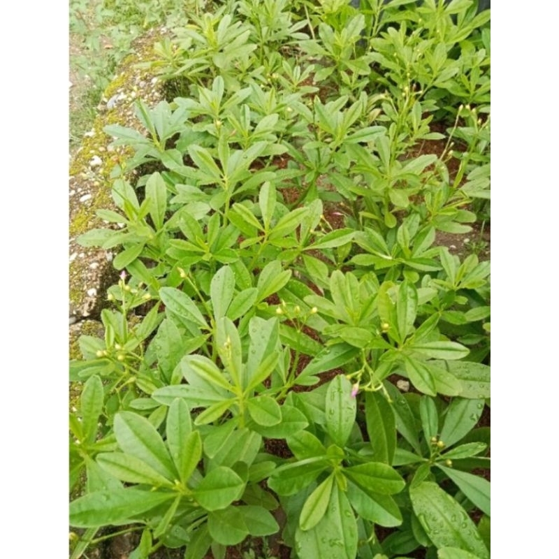 ginseng jawa/ginseng jawa tanaman hidup/tanaman herbal/tanaman obat