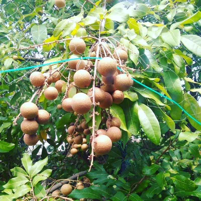 Pupuk Booster Organik Pelebat Buah Kelengkeng Dan Perangsang Agar Cepat Berbuah