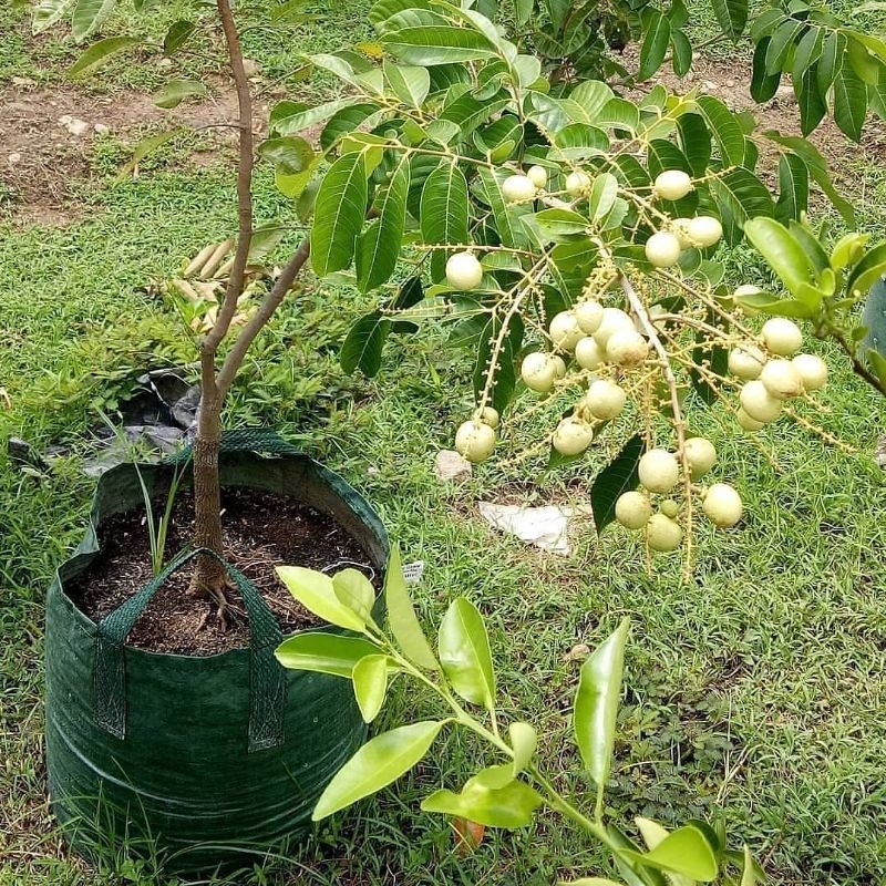 Pupuk Booster Kelengkeng Untuk Mempercepat Pembuahan