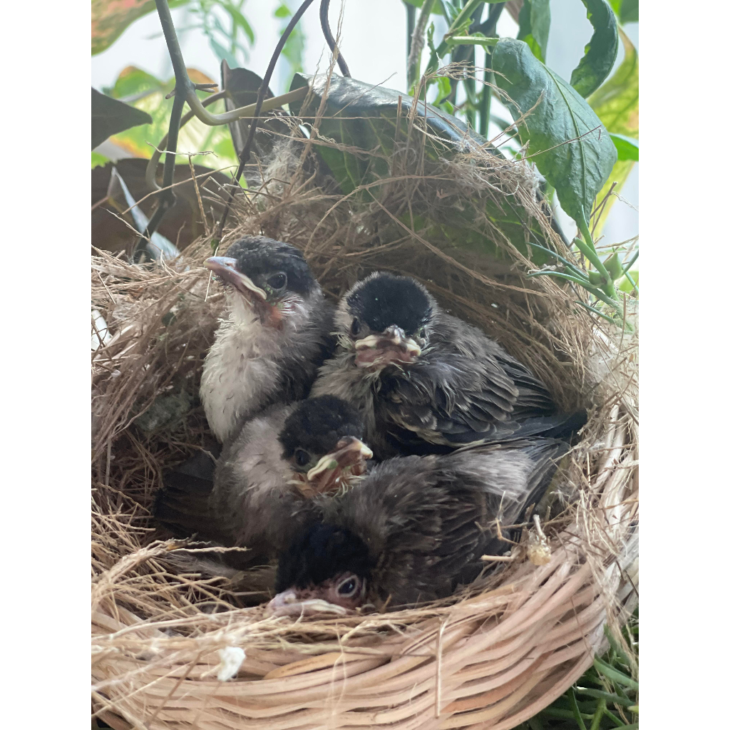 Kutilang Lolohan Jantan