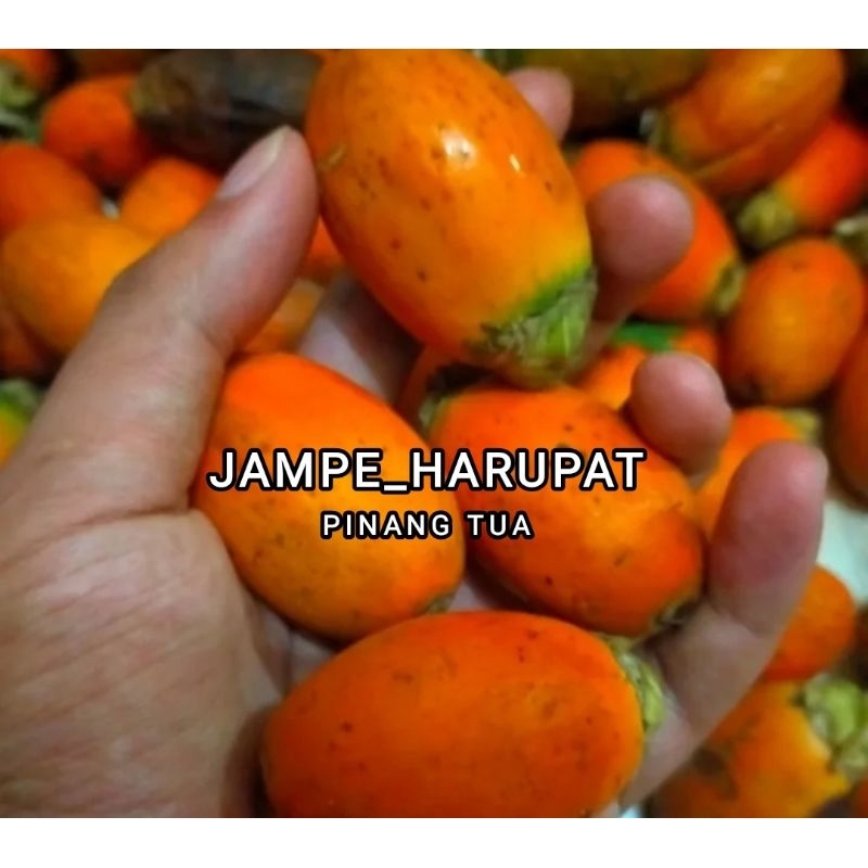

BUAH PINANG TUA 1 KG - BUAH JAMBE - BUAH JEBUG