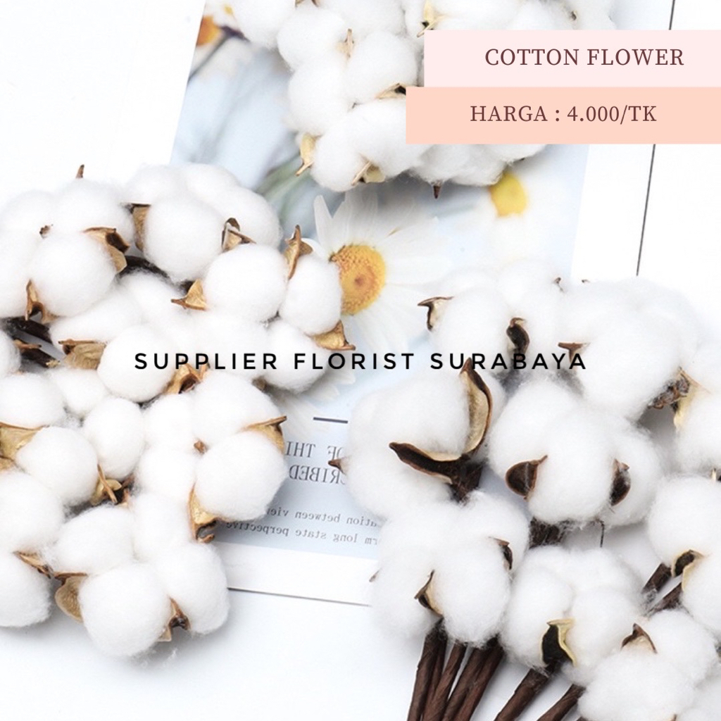 ECER COTTON FLOWER DENGAN TANGKAI SINGLE STALK COTTON FLOWER SATU TANGKAI BUNGA PALSU BUNGA KAPAS PALSU ARTIFICIAL FLOWER BUKET BUNGA KAPAS DRIED FLOWER EVERLASTING FLOWER DIY SCRAPBOOK FLORIST