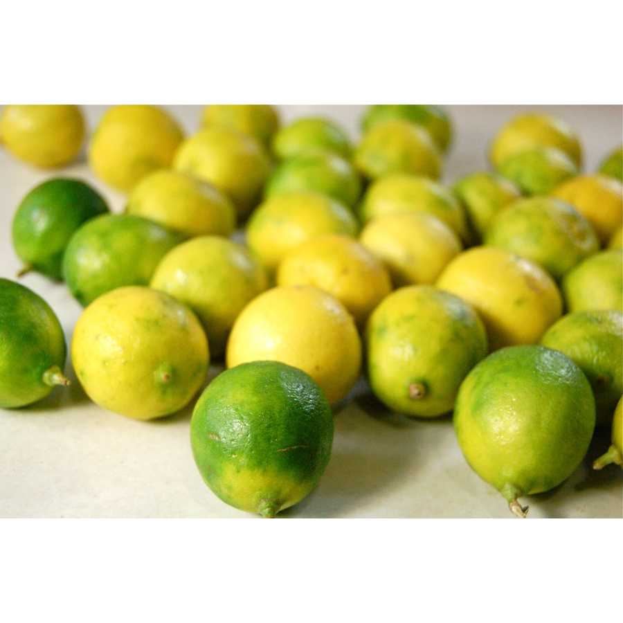 

Jeruk Nipis Key Lime Citrus 100 gr