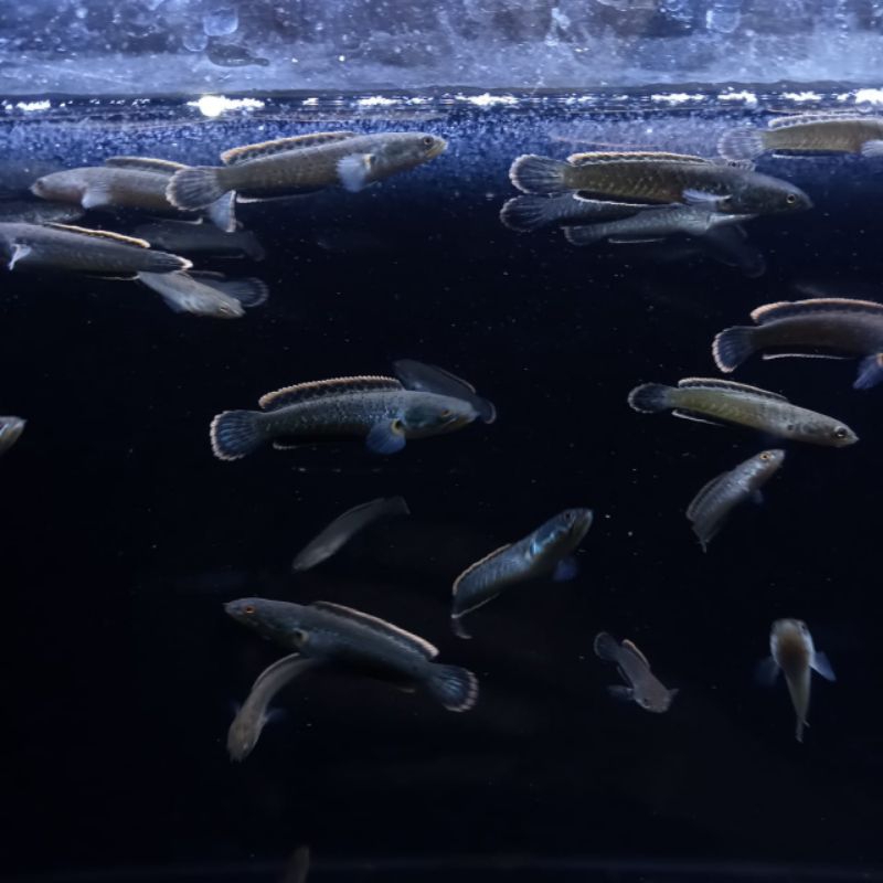 Channa limbata cb size 6-7 cm