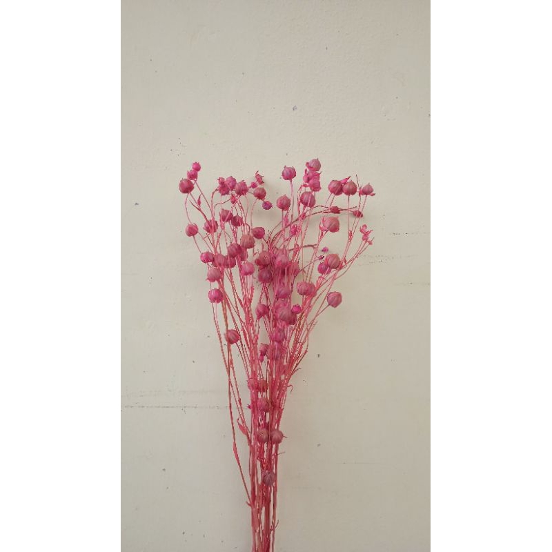 bunga kering lino, dried flower lino, bunga kering lino pink keunguan