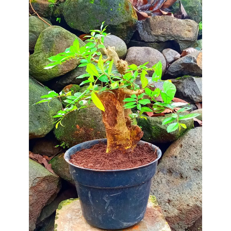 Bahan bonsai serut small subur real pict berkarakter tua