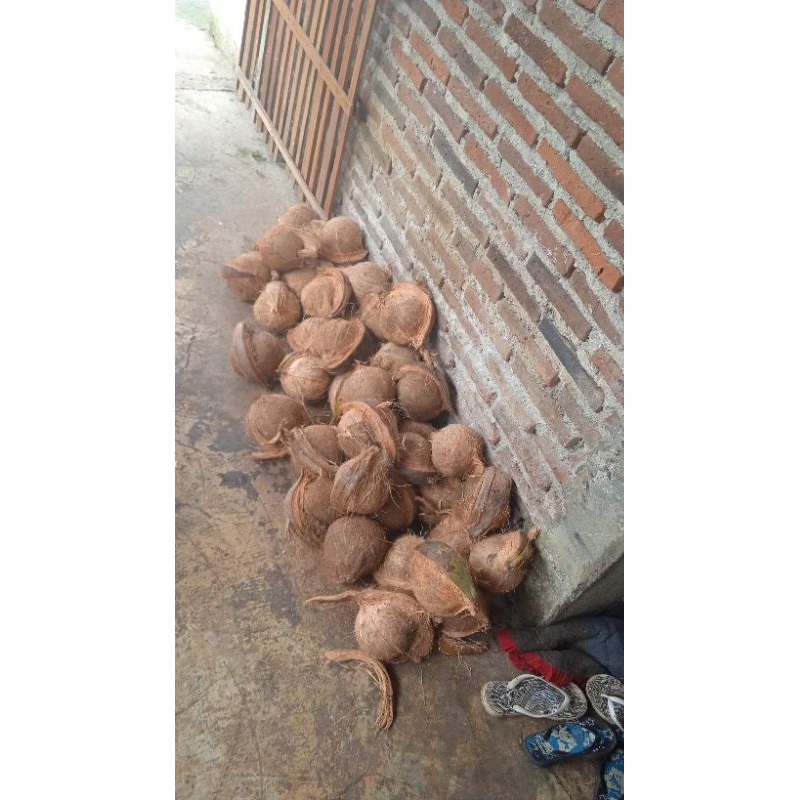 

kelapa