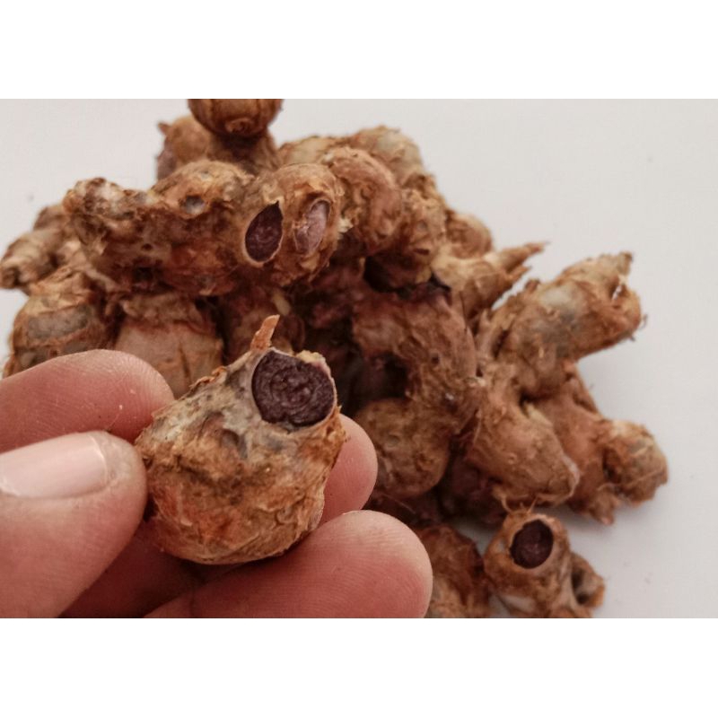 

Kunyit Hitam Asli Rimpang Kunyit Hitam 250gr - 2Kg