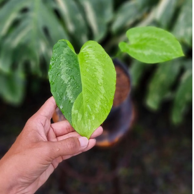 homalomena variegata