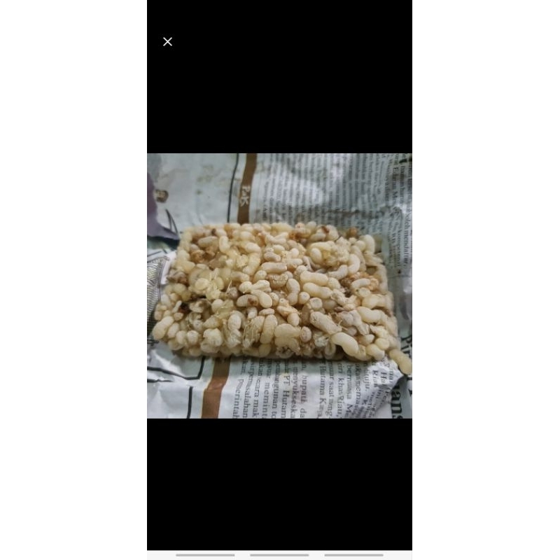 Telur semut super ( Kroto super )