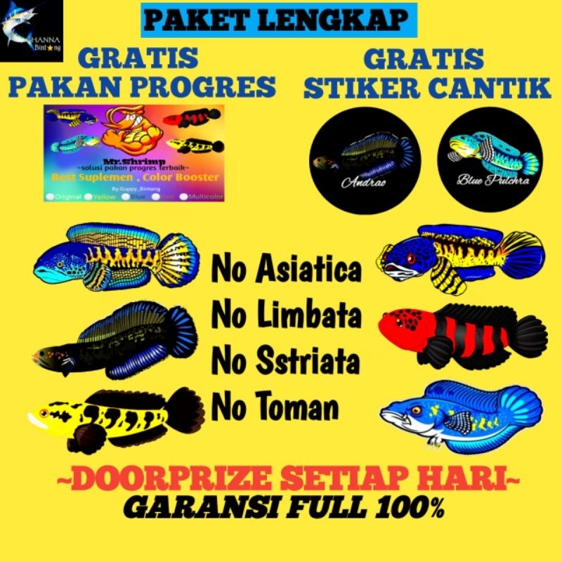 Paket Lengkap Channa No Asiatica Gratis Pakan Progres