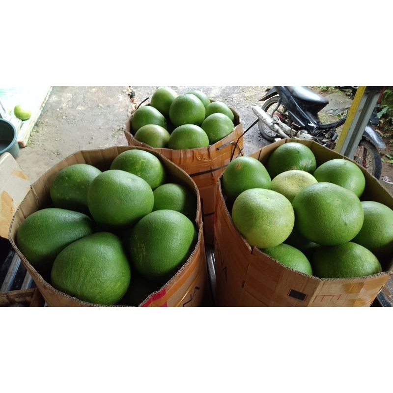 

Jeruk Pamelo Madu super