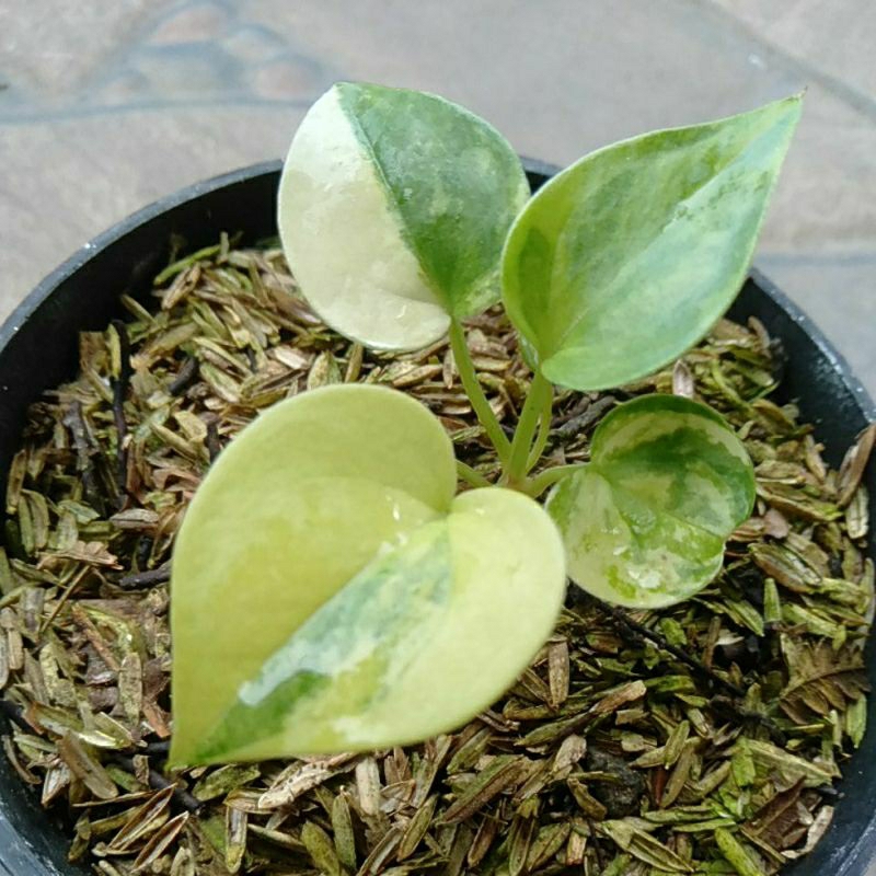 antorium corong varigata