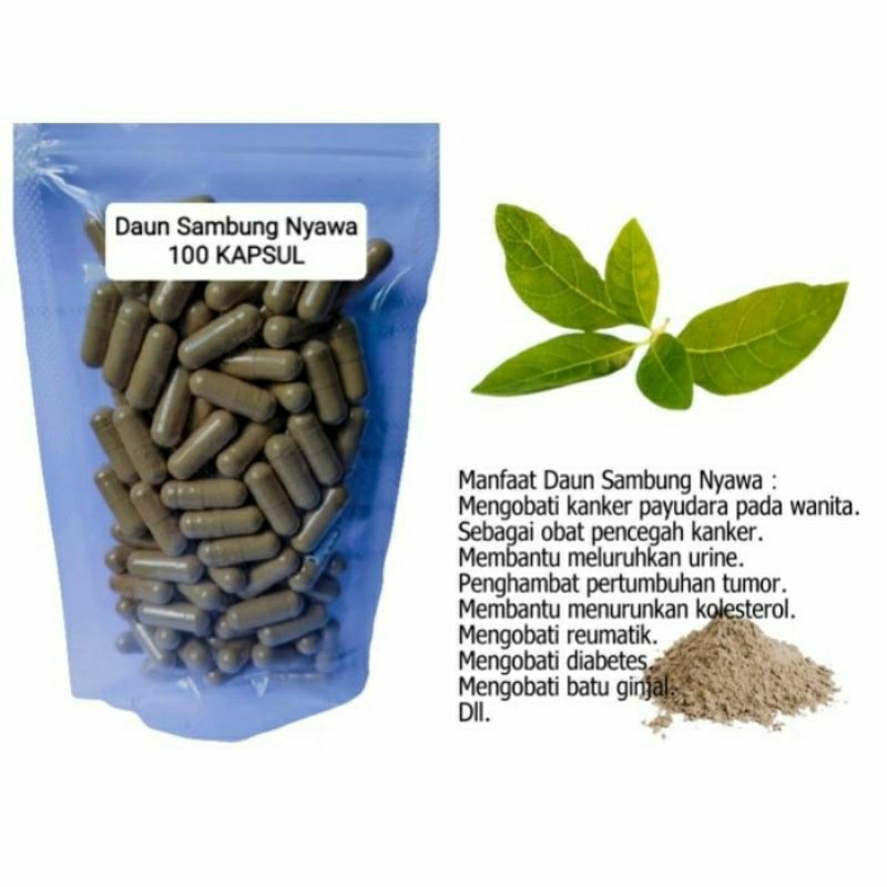 

DAUN SAMBUNG NYAWA Kapsul Herbal Alami Kemasan Hemat - isi 100 pcs