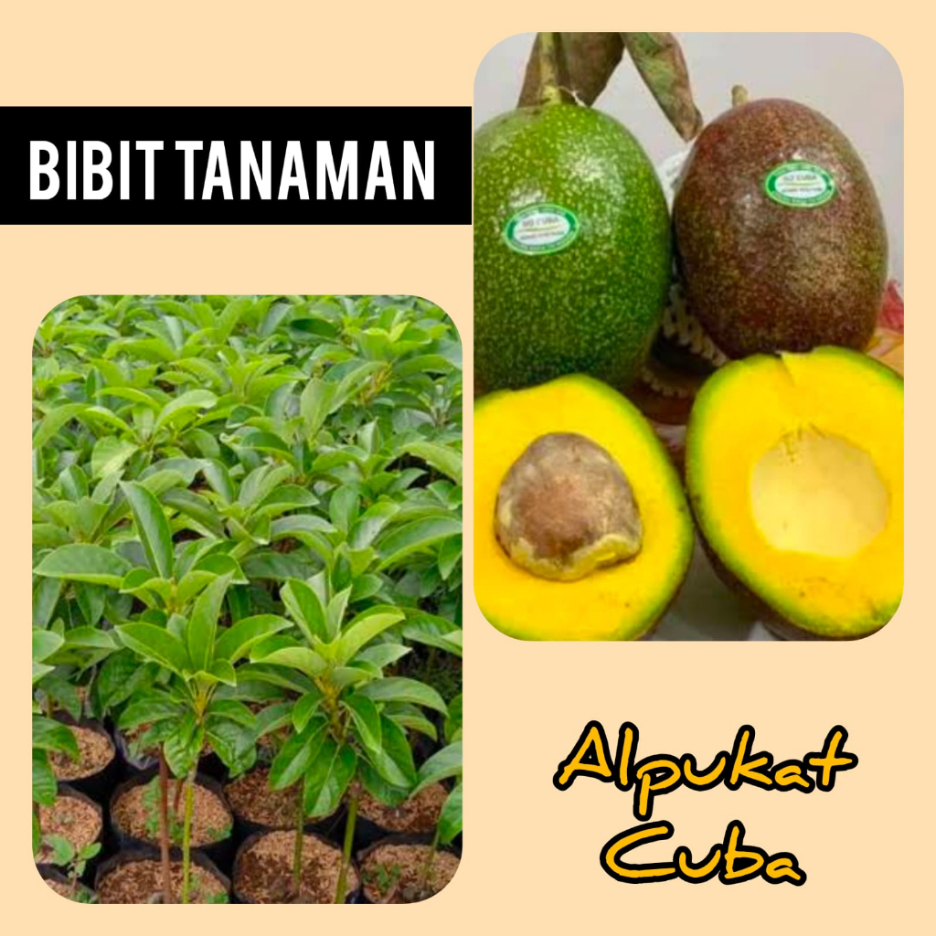 Bibit Alpukat Cuba