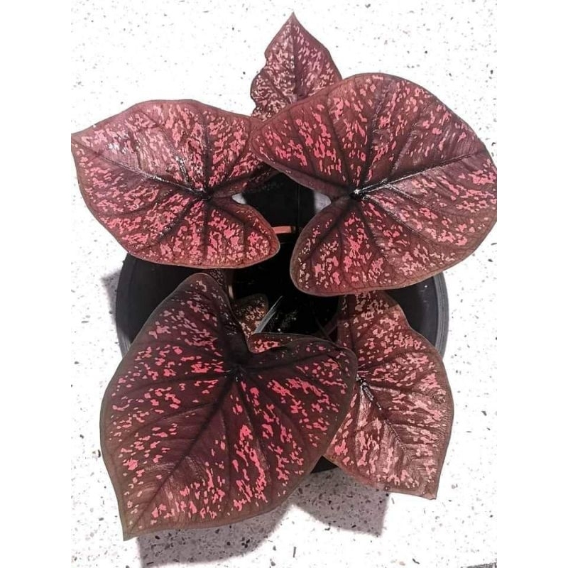caladium seven luck
