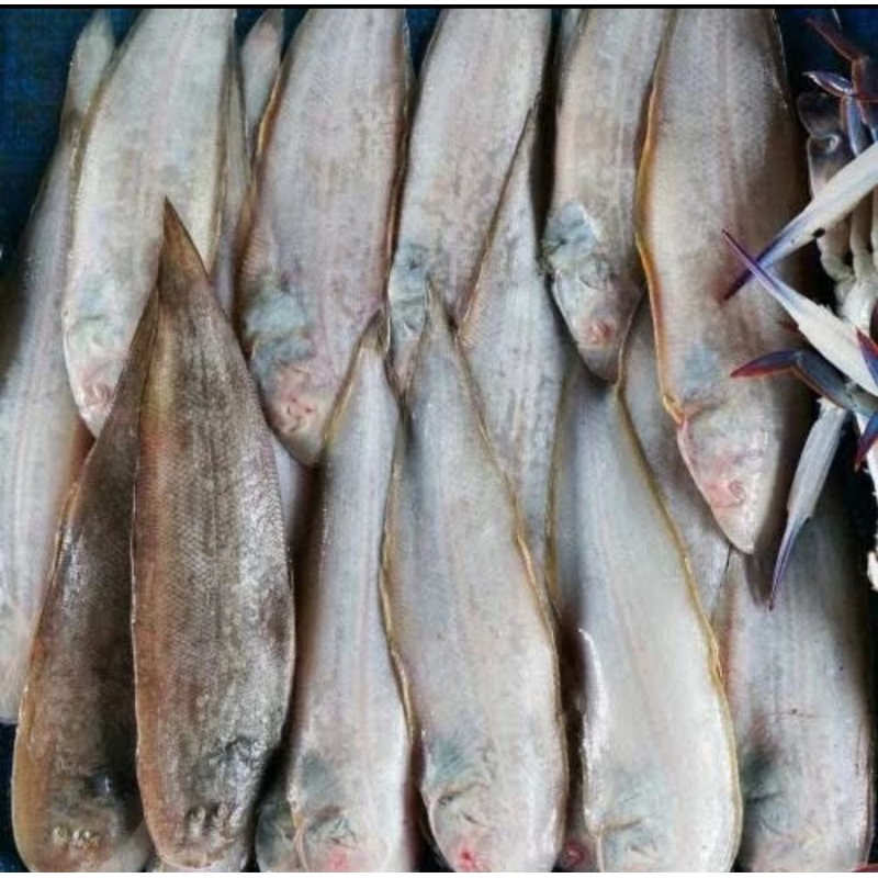 

ikan lidah segar 500gr