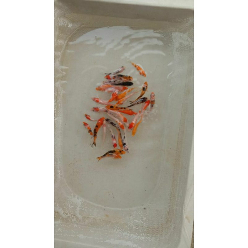 BIBIT KOI UKURAN 2-3cm (paket 100ekor) + BONUS INDUKAN IMPORT X BLITAR