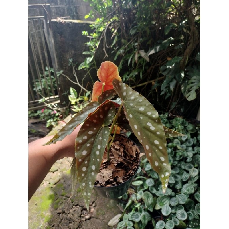 TANAMAN HIAS BEGONIA POLKADOT ANGEL WINGS