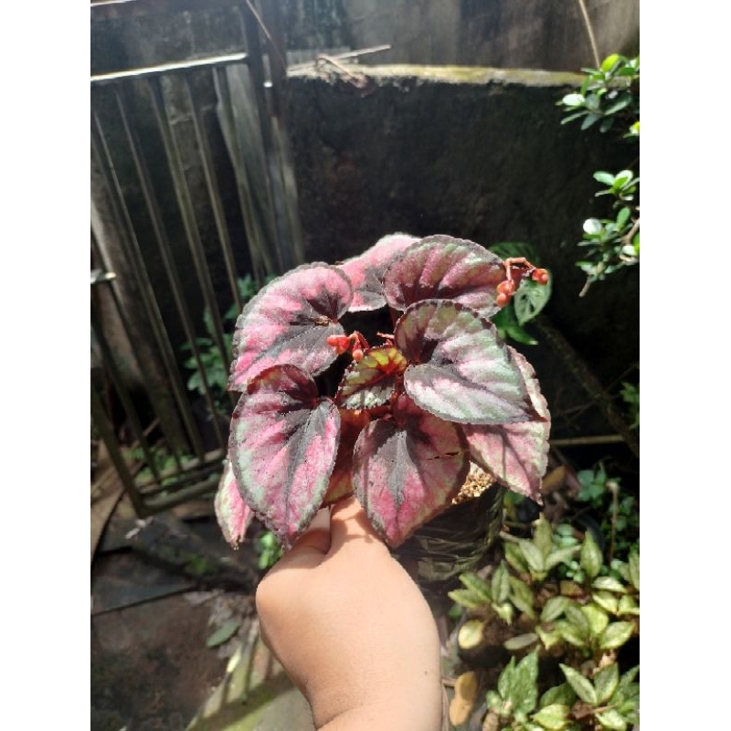 TANAMAN HIAS BEGONIA REX PINK