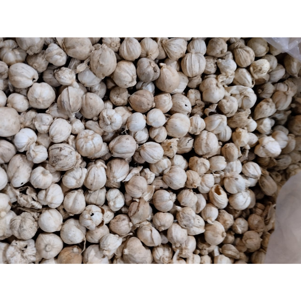 

Kapol laga putih kering